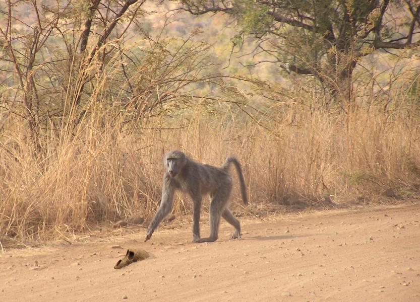 Baboon in the wild